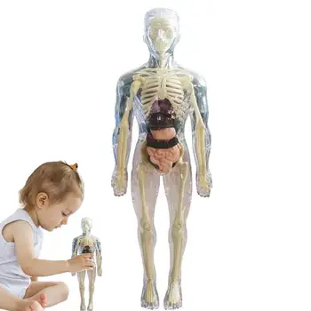 Анатомичен модел за деца 3D анатомия кукла тяло орган модел меко човешко тяло възраст 4 наука и образование играчки Подвижен орган кост